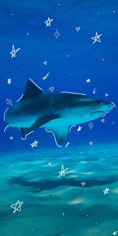 Sharks Cute Wallpaper, Shark Screensaver Wallpapers, Cute Shark Wallpaper Iphone Wallpapers, Aesthetic Shark Pictures, Great White Shark Aesthetic, Pink Shark Wallpaper, Blue Shark Wallpaper, Shark Background Wallpapers, Shark Desktop Wallpaper