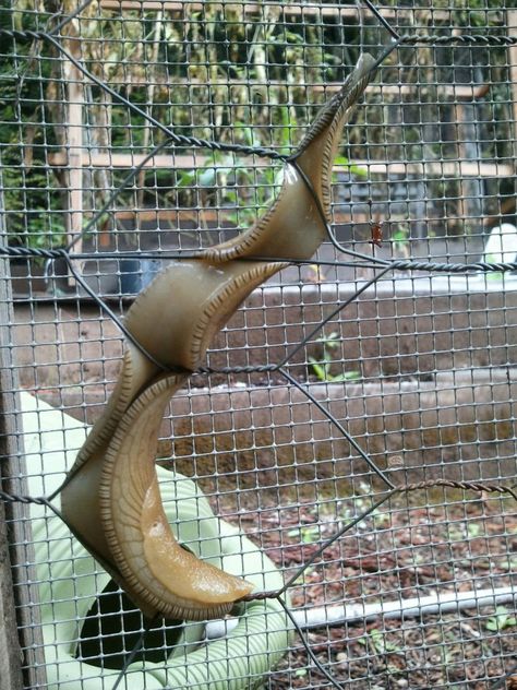 A very athletic Banana Slug. Slug Painting, Banana Slug, Creepy Animals, Cool Bugs, Creepy Crawlies, Alien Creatures, Silly Animals, Bugs And Insects, Reptiles And Amphibians