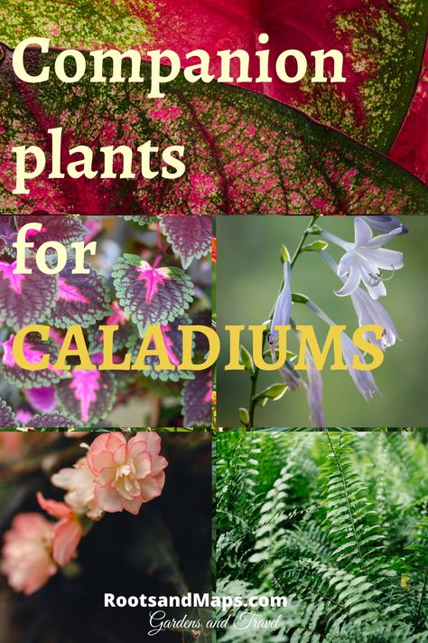 Caladiums In Containers, Caladiums In Pots Front Porches, Caladium And Fern Planter, Caladium Planter Ideas, Caladiums Landscaping, Caladium Container Ideas, Caladiums In Pots, Coleus Containers, Impatient Flowers