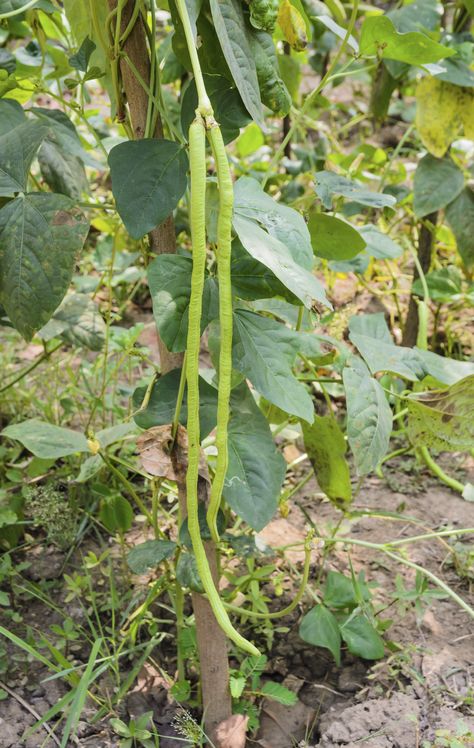 If you like green beans, there’s a humdinger of a bean out there. Uncommon in most American’s veggie gardens but a veritable staple in many Asian gardens, I give you the Chinese long bean, aka: the yard long bean. So what is a yard long bean? Read here to learn more. Chinese Green Beans, Chinese Long Beans, Green Bean Seeds, Bean Trellis, Bean Garden, Growing Green Beans, Growing Beans, Long Beans, Veggie Gardens