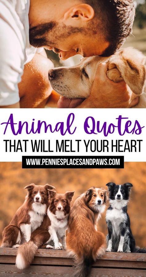 Animal Quotes That Will Melt Your Heart People Who Love Animals Quotes, Taxidermy Quotes, Animal Therapy Quotes, Advice From A Dog, Farm Animal Quotes Inspirational, Dog Appreciation Quotes, Sick Pet Quotes Dogs, Pet Quotes Inspirational, Puppy Quotes Love