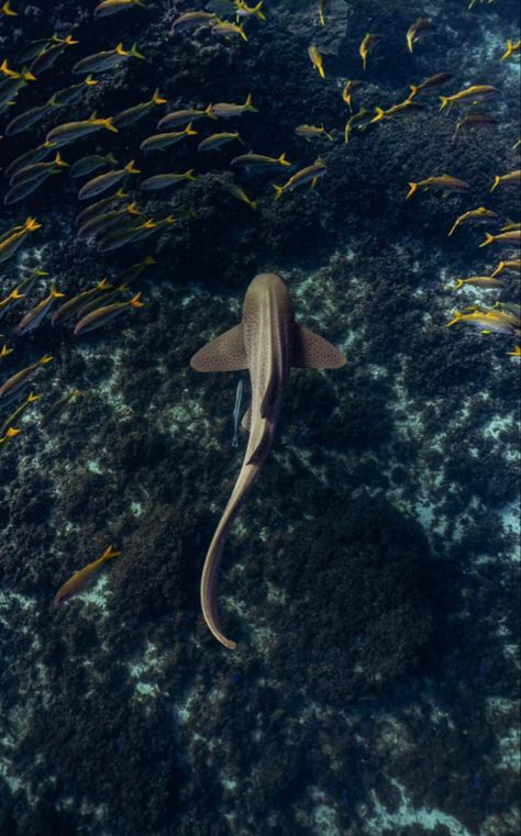 Black Tip Reef Shark Wallpaper, Zebra Shark Wallpaper, Ocean Life Photography, Shark Wallpaper, Zebra Shark, Leopard Shark, Sea Life Animals, Shark Pictures, Wild Animal Wallpaper