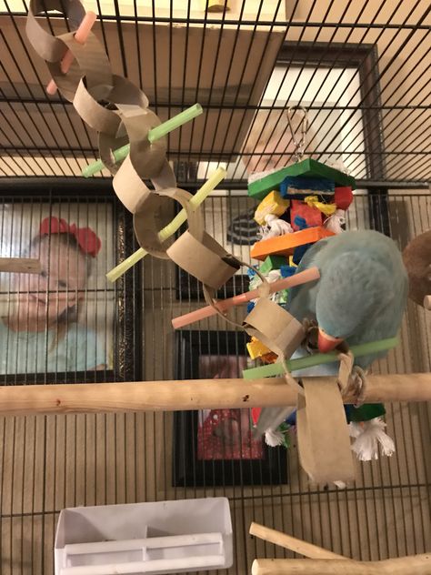 Diy Bird Toys With Toilet Paper Rolls, Diy Safe Bird Toys, Homemade Budgie Toys, Bird Diy Toys, Diy Conure Toys, Diy Toys For Parrots, Parrot Toys Ideas, Diy Bird Toys Conure, Diy Parakeet Toys