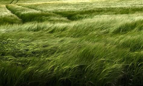 Grassy Hill, Grassy Field, Wheat Field, Grass Field, Wheat Fields, Windy Day, Green Grass, Green Aesthetic, Lily Pads