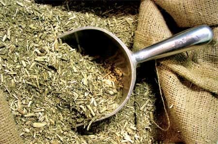 Yerba Mate Orgánica La Obereña Green Tea Vs Coffee, Yerba Mate Benefits, Yerba Mate Tea, Mate Tea, Curb Appetite, Speed Up Metabolism, Fast Metabolism Diet, Herbs For Health, Yerba Mate