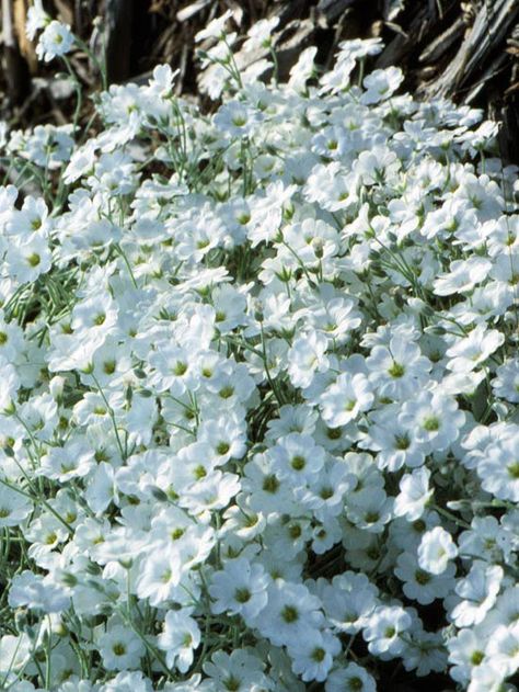 Billowing mounds of crystalline white flowers float over snow-in-summer's silvery foliage. It makes a delightful accent to a stone wall, patio, or garden border. Snow-in-summer is able to handle a range of soil types as well. Name: Cerastium tomentosum Growing Conditions: Full sun and well-drained soil Size: 3 inches tall Zones: 3-7 Groundcover Plants, Snow In Summer, Garden Shrubs, Moon Garden, Ground Cover Plants, Garden Borders, White Gardens, Ground Cover, The Grass