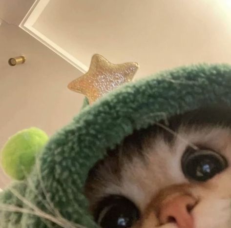 Cute Pictures For Profile Pic, Cat Cute Pfp Aesthetic, Cute Profile Pictures For Ig, Pp Aesthetic Cute, Aesthetic Cats Pfp, Kitten Profile Picture, Cute Cat Profile Pictures, Cat Green Aesthetic, Cute Dpz For Whatsapp