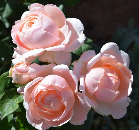 Blush Garden Rose, Ambridge Rose, David Austin Juliet Rose Bouquet, Alnwick Rose David Austin, Rose Shrub, Pink Garden Rose, David Austen English Roses, British Rose, Small Roses