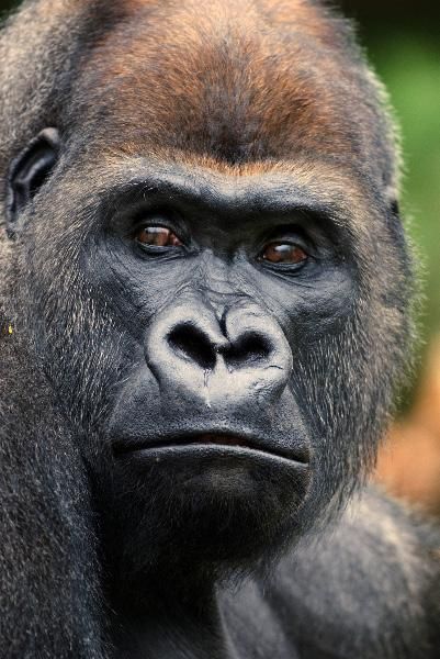 Gorilla Face, Regard Animal, Western Lowland Gorilla, Gorillas Art, Silverback Gorilla, Mountain Gorilla, Great Ape, Incredible Creatures, Baboon