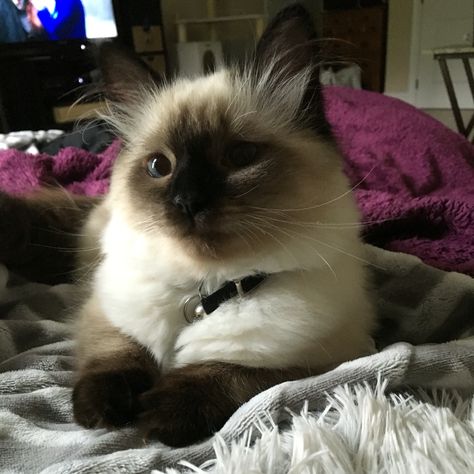 Seal Point Ragdoll #kasey Color Point Ragdoll, Seal Point Cat, Seal Point Ragdoll, Feline Beauty, Best Facial Hair Removal, Birman Cat, Cat Species, Life Vision, Adorable Cats