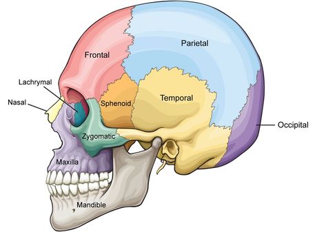 Parts Of The Skull Anatomy, Skull Parts Anatomy, Anatomy Of The Skull, Anatomy Of Skull, Anatomy Skull Labeling, Occipital Bone Anatomy, Skull Bones Anatomy Notes, Frontal Bone Anatomy, Skull Labeled Anatomy