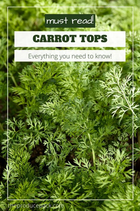 Uses For Carrot Greens, How To Use Carrot Tops, What To Do With Carrot Tops, Carrot Leaves Recipes, Carrot Tops Recipes, Carrot Greens Recipe, Carrot Greens What To Do With, Carrot Top Recipes, Carrot Diet