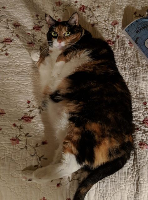 Fat Calico Cat, Earth Elemental, Calico Cats, Miss Marple, Cat Breed, Adorable Cats, Calico Cat, Fluffy Cat, Warrior Cats