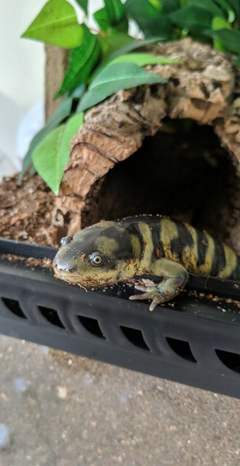 Tiger Salamander, Salamanders, Reptiles And Amphibians, Cool Pets, Amphibians, Reptiles, Animals, Quick Saves