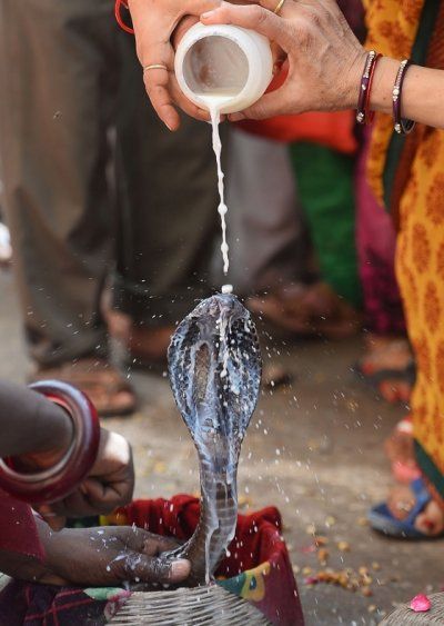 Nag Panchami Hindu snake festival Nagula Panchami Images, Nagar Panchami Photo, Naga Panchami Video, Nagara Panchami Photos, Nagpanchmi Image, Nagula Chavithi Images, Nagula Panchami, Nagula Chavithi, Mahadev Image