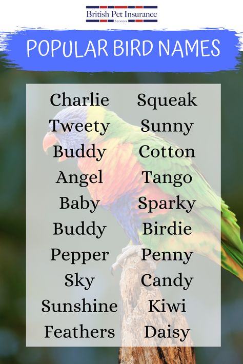 Choosing a name for your pet bird is just as difficult as choosing a name for a baby! Each bird, just like humans, have their own personality, that’s why choosing the right name to reflect this is so important. We have compiled a list of the most popular pet bird, parrot, owl and bird of prey names…enjoy! Cute Parakeet Names, Budgie Quotes, Names For Parrots, Bird Names Ideas, Citrus Logo Design, Parrot Names, Pet Bird Names, Budgie Names, Birds Name List