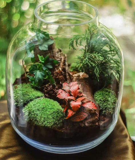 Best Terrarium Plants, Closed Terrarium Plants, Terrariums Diy, Large Terrarium, Open Terrariums, Terrarium Jar, Diy Succulent Terrarium, Small Terrarium, Beautiful Terrariums