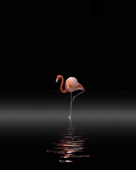 Photography Wildlife, Iphone Lockscreen Wallpaper, Minimalist Photography, Water Heating, Iphone Photography, Animals Of The World, Paint Cans, Painting Supplies, Wildlife Photography