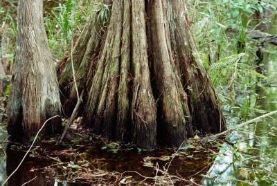 How to Remove Bark From Cypress Knees Nature Furniture, Bald Cypress Tree, Cypress Mulch, Wood Termites, Cypress Knees, Leyland Cypress, Tree Seedlings, Bald Cypress, Cypress Wood