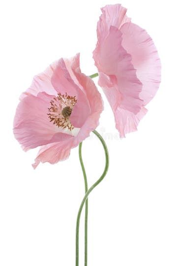 Poppy stock image. Image of love, head, design, deep - 39797791 Fimo, Pink Poppy Flower, Corner Garden Ideas, Purple Flowering Plants, Abstract Poppies, Space Garden, Jobs In Art, Pink Poppy, Corner Garden