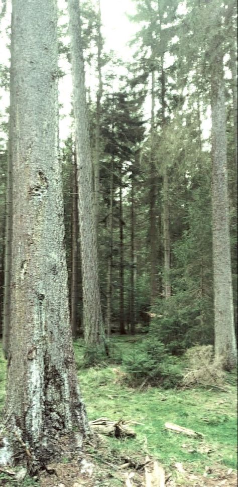 Pretty picture of trees. Nature, Glitter, Aubrie Core, Aubrey Aesthetic, Aubrey Core, Bestest Friend, Looking Up, Pretty Pictures, Forest