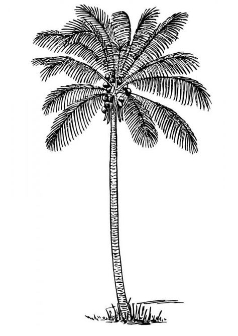 Coloring page coconut tree - img 13356. Coconut Tree Drawing, Palm Tree Sketch, Pine Tattoo, Tree Tattoo Back, Palm Tree Drawing, Tattoo Diy, Tree Outline, Family Tree Tattoo, Petit Tattoo