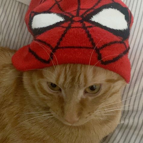 Cat With Spiderman Hat, Spiderman With Cat, Spider Man Y2k Wallpaper, Spiderman Plushie Pfp, Spiderman Cat Pfp, Spider Man Cat, Cat Spiderman, Spiderman Beanie, Batman And Spiderman