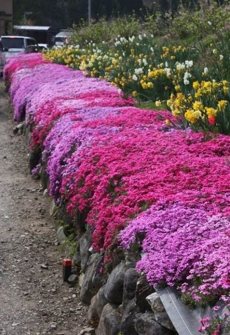 Colorful Ground Cover, Bugleweed Ground Cover, Perennial Ground Cover Sun, Creeping Phlox Ground Cover Landscaping, Ground Cover That Chokes Out Weeds, Creeping Phlox Ground Cover, Walkable Ground Cover, Flowering Ground Cover Perennials, Shade Ground Cover