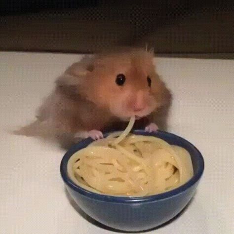 Hamsters Cute, Rats Cute, Eating Noodles, Hamster Eating, Cute Rats, Animals Funny, Cute Hamsters, Aidan Gallagher, Hamsters