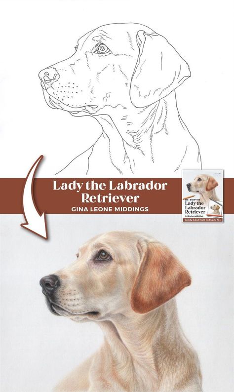 Every detail to create this lovely pup is included! Starting with a simple gray-scale sketch, Gina Middings will take your hand and carefully guide you on a colored pencil journey to create the stunning Lady, a soulful, sweet, creamy Labrador Retriever. Created on light gray Pastelmat paper, you'll learn the ins-and-outs of working on this unique paper – when to start filling in the tooth, when to tread more lightly, and how to layer efficiently. Labrador Drawing Simple, Draw Labrador, Cute Pencil Drawings, Labrador Drawing, Lab Drawing, Draw Fur, Dog Pencil Drawing, Dogs Eating, Realistic Animal Drawings