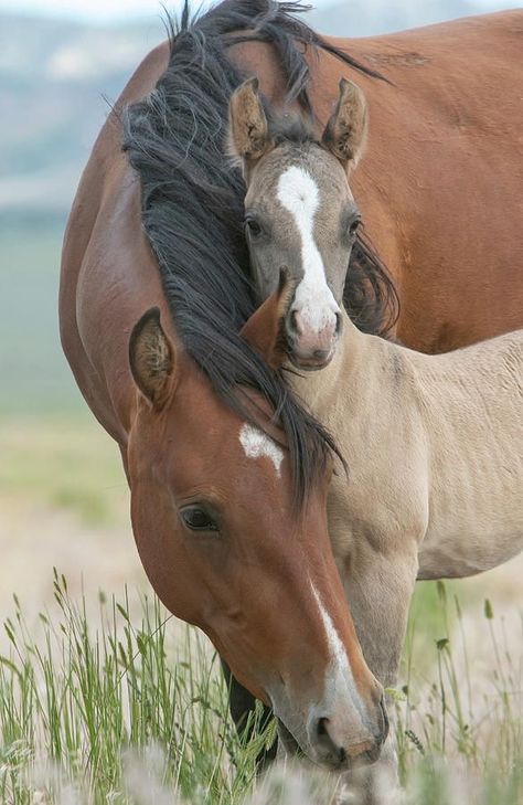 Horse Photoshoot Ideas, Portrait Horse, Horse Photoshoot, Photography Horse, Wild Horses Photography, Painting Horse, Cute Horse Pictures, Mustang Horse, Most Beautiful Horses