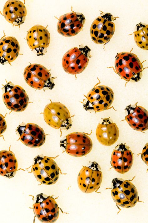 Asian Lady Beetles, Asian Beetle, Ladybug Insect, Holistic Recipes, Lady Beetle, Ladybug Art, Cool Bugs, Ladybug Wallpaper, Lady Bugs