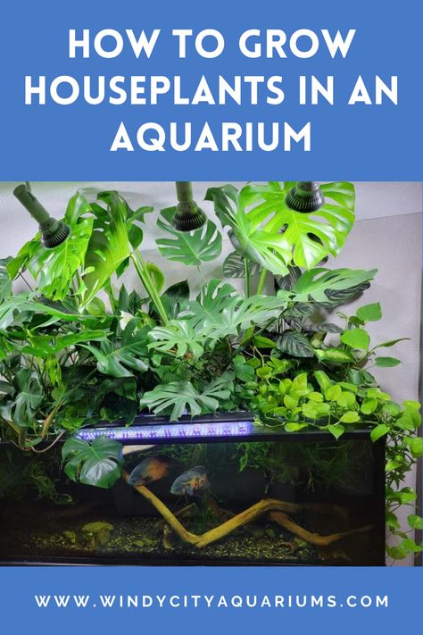 How To Grow Houseplants In An Aquarium - Click To Learn More! Pothos Plant Aquarium, Live Planted Aquarium, Growing Bamboo In Water, Plants Above Fish Tank, House Plant Aquarium, House Plants In Aquarium Fish Tanks, House Plants In Aquarium, Plant Aquarium Ideas Water Garden, Fish Tank Plants Ideas