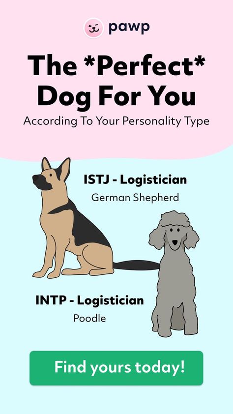 You may already know what your MBTI type is, but if you don’t, we made a fun version of the Myers-Briggs quiz for dogs here. Make sure you come back and find the dog breed that fits your personality type to a T. Happy adopting! Water Dogs Breeds, Personality Quizzes For Kids, Dog Breed Quiz, Types Of Dogs Breeds, Best Small Dogs, Different Types Of Dogs, Mbti Type, All Types Of Dogs, Every Dog Breed