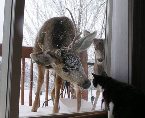 Snow Bunnies, Winter Animals, Snow Angels, A Deer, Silly Animals, Baby Deer, Winter Aesthetic, Christmas Aesthetic, Animals Friends