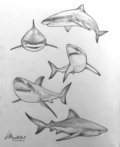 Pencil Line Art, Sketchbook Tutorial, Daily Sketchbook, Save The Sharks, Shark Drawing, Conservation Art, Animal Drawings Sketches, Shark Art, Art Sketches Pencil