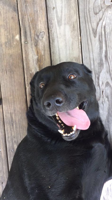 Black Labrador Aesthetic, Black Lab Aesthetic, Cute Dogs Black, Black Dogs Aesthetic, Black Lab Funny, Labrador Aesthetic, All Black Dog, Cute Dog Aesthetic, Labs Dogs