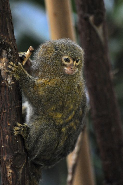 Pygmy Marmoset, Marmoset Monkey, American Animals, Interesting Animals, Big Animals, Cute Monkey, Silly Animals, Weird Animals, Primates