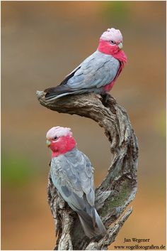 The Galah - Elophus roseicapilla by Jan Wegener Galah Cockatoo, Australian Tattoo, Australian Parrots, Colourful Birds, Amazing Birds, Australian Flora, Australian Wildlife, Kinds Of Birds, Australian Birds