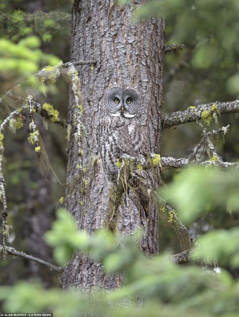 The Great Gray's feathers and coloring allow it to camouflage itself in the tree bark but ... Owl Photography, Great Grey Owl, Owl Photos, Owl Pictures, Gray Owl, Beautiful Owl, Airbrush Art, Owl Art, Pretty Birds