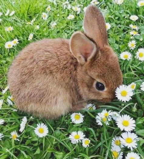 Cute Rabbit Photos, Dulce Core, Pictures Of Rabbits, Wild Baby Rabbits, Bunny Photography, Bunny Icon, Cutecore Aesthetic, Bunny Pics, Baby Rabbits