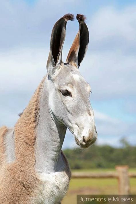 Weird Breed Combinations That Worked - Page 43 Rare Animals, Donkey Breeds, A Donkey, Interesting Animals, Unusual Animals, All The Pretty Horses, Model Horses, Pretty Animals, Animal Pics