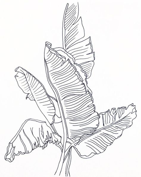 Leaf Line Drawing Simple, Banana Leaf Line Drawing, Palm Tree Leaf Drawing, Banana Leaf Outline, Tropical Line Drawing, Banana Plant Drawing, Banana Plant Tattoo, Palm Leaf Illustration, Banana Leaves Drawing