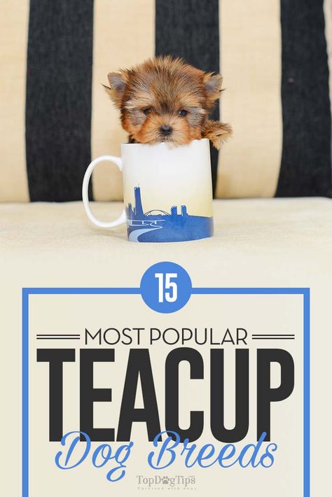 Cute Tiny Dogs Tea Cups, Mini Teacup Puppies, Tea Cup Puppies, Teacup Puppy Breeds, Mini Dogs Breeds, Smallest Dog Breeds, Teacup Dogs For Sale, Cute Tiny Dogs, Best Family Dog Breeds