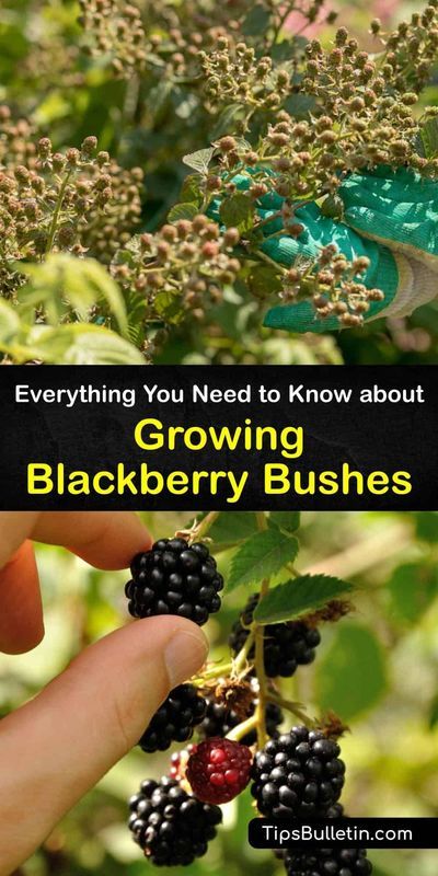 Planting Blackberries, Blackberry Trellis, Raspberry Bushes, Blackberry Bushes, Thornless Blackberries, Blackberry Patch, Blueberry Gardening, Underground Greenhouse, Blackberry Plants