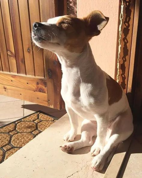 14 Jack Russell Terrier Photos You Will Love - PetPress Chien Jack Russel, Sun Spot, Jack Russell Dogs, Jack Russells, Sun God, Jack Russel, Bull Terrier Dog, White Terrier, Memes Humor