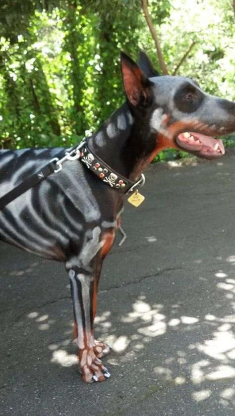 It`s Halloween soon and we should get ready for it!😋 Do you want your Doberman to be the best? Here are some good ideas for Halloween costume!💕😉 Doberman Halloween Costumes, Doberman Skeleton, Doberman Costumes, Halloween Doberman, Doberman Halloween, Doberman Colors, Amazing Halloween Costumes, Creative Grooming, Doberman Pinscher Dog