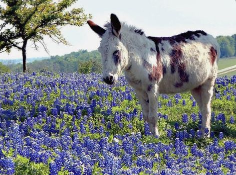 Donkey Images, Baby Donkey, Mini Donkey, Miniature Donkey, Cute Donkey, Cute Goats, Photography Artist, Lovely Creatures, Barnyard Animals