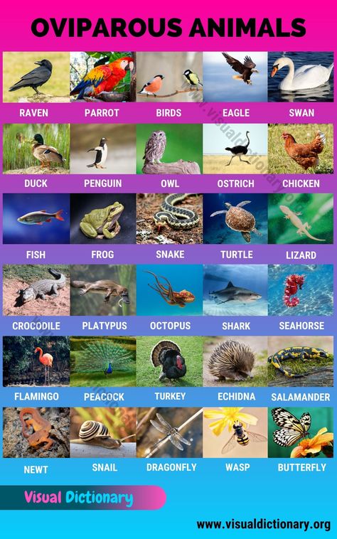 Oviparity: Wonderful List of 30 Animals That Lay Eggs Animals Classification, Classification Of Animals, Mammals Animals, Oviparous Animals, Animals Name In English, Animal Classification, Animal Names, Visual Dictionary, Animal Reference