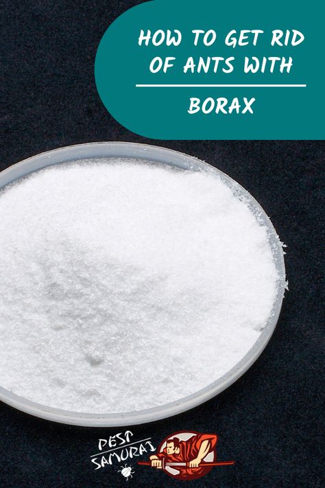 Borax for ants is one of the best ways to kill ants, so in this article, find out how does borax kill ants, how long it takes for borax to kill ants, and some information about borax vs boric acid. Also, read how to get rid of ants with borax and sugar and find out the best borax ant killers and homemade borax ant killer recipes. #ants #getridofants #removeants #pestcontrol Borax Ant Killer Recipe, Homemade Ant Killer For Outside, Borax Ant Poison Recipe, Borax Ants, Ant Killer Borax, Borax To Kill Ants, Borax Ant Killer, Ants Repellent Diy, Borax For Ants